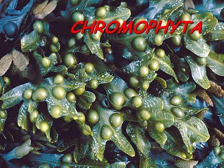 CHROMOPHYTA. Obecná charakteristika Pigmenty: Chlorofyl a, c :  - karoten : fukoxantin Zásobní látky: chrysolaminaran : laminaran : olej !!! NIKDY ŠKROB.