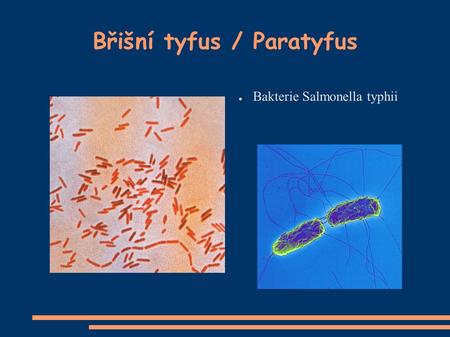Břišní tyfus / Paratyfus ● Bakterie Salmonella typhii.
