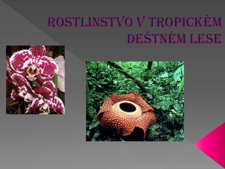 Rostlinstvo v tropickém deštném lese
