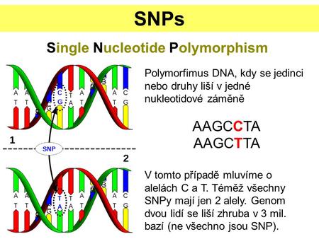 SNPs Single Nucleotide Polymorphism Polymorfimus DNA, kdy se jedinci nebo druhy liší v jedné nukleotidové záměně AAGCCTA AAGCTTA V tomto případě mluvíme.