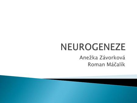 Anežka Závorková Roman Máčalík.  proces vzniku nových neuronů  nejvíce se odehrává v prenatálním období  vliv testosteronu, estrogenu, prolaktinu.