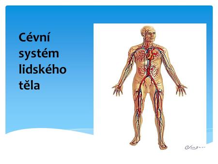 Cévní systém lidského těla
