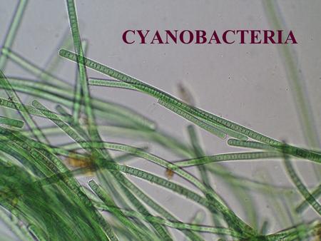 CYANOBACTERIA. Cyanobacteria/Cyanophyta Prokaryotické rostliny Pravděpodobný vznik – před 3-3,8 mld lety Autotrofní ( nejčastěji fototrofní ) Jednobuněčné.