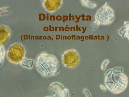 Dinophyta obrněnky (Dinozoa, Dinoflagellata ). Dinophyta Jednobuněční bičíkovci Stáří asi 600 mil. let povrch bičíkovců pokrývá obal (amfiesma, téka)