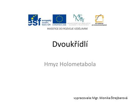 Dvoukřídlí Hmyz Holometabola vypracovala: Mgr. Monika Štrejbarová.