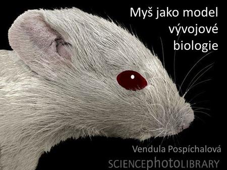 Myš jako model vývojové biologie Vendula Pospíchalová.