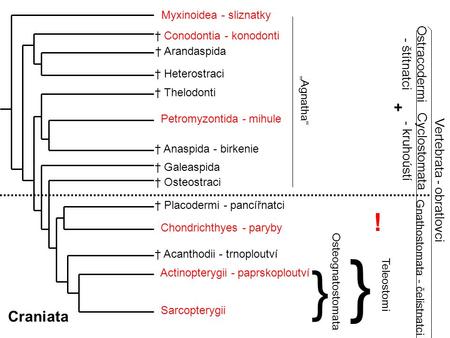 Myxinoidea - sliznatky † Conodontia - konodonti † Arandaspida † Heterostraci † Thelodonti † Anaspida - birkenie Petromyzontida - mihule † Galeaspida †