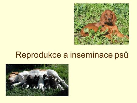 Reprodukce a inseminace psů
