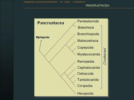 PANCRUSTACEA Branchiura Fylogeneze a diverzita bezobratlých 10. cvičení J. Schenková.