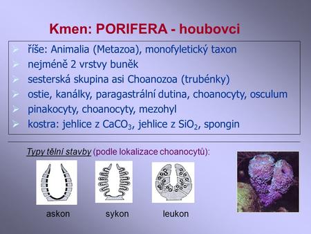 Kmen: PORIFERA - houbovci  říše: Animalia (Metazoa), monofyletický taxon  nejméně 2 vrstvy buněk  sesterská skupina asi Choanozoa (trubénky)  ostie,