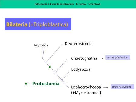 - Protostomia Myxozoa Chaetognatha Ecdysozoa Lophotrochozoa (+Myzostomida) Deuterostomia Bilateria (=Triploblastica) Fylogeneze a diverzita bezobratlých.