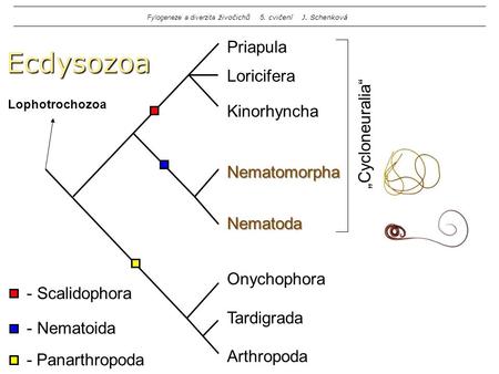 Ecdysozoa Priapula Lophotrochozoa KinorhynchaNematomorphaNematoda Loricifera - Scalidophora - Nematoida - Panarthropoda Onychophora Tardigrada Arthropoda.
