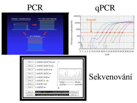 QPCR PCR Sekvenování.