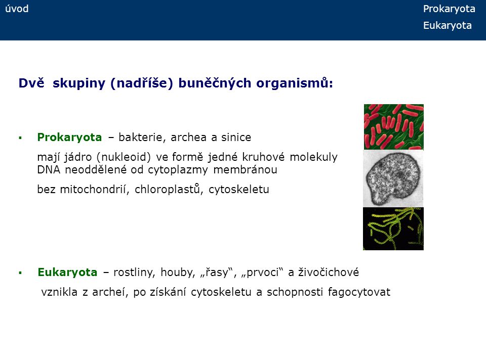 Dve Skupiny Nadrise Bunecnych Organismu Ppt Stahnout