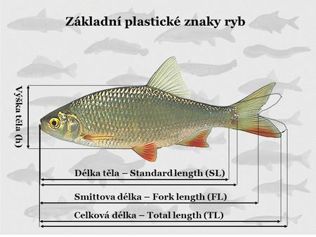 Základní plastické znaky ryb