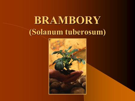 BRAMBORY (Solanum tuberosum).