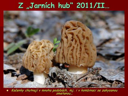 Z „Jarních hub“ 2011/II…  Kačenky chutnají v mnoha podobách, mj. i v kombinaci se zakysanou smetanou…