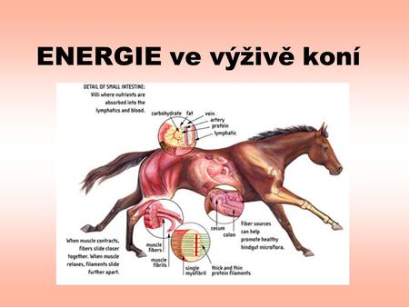 ENERGIE ve výživě koní.