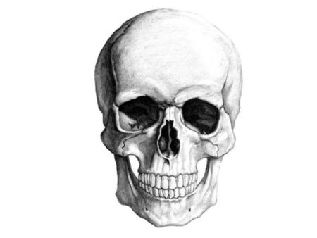 Lebka - Cranium Funkce: chrání mozek, smysly (zraku, sluchu…)