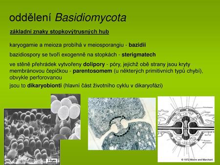 oddělení Basidiomycota