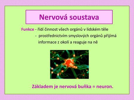 Nervová soustava Základem je nervová buňka = neuron.