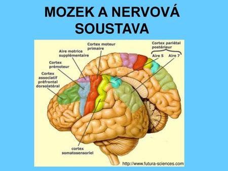 MOZEK A NERVOVÁ SOUSTAVA