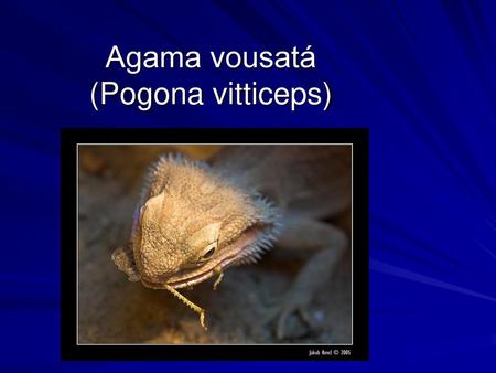 Agama vousatá (Pogona vitticeps)