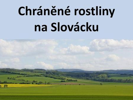 Chráněné rostliny na Slovácku