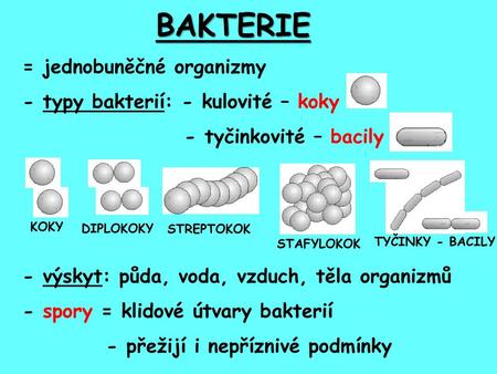 BAKTERIE = jednobuněčné organizmy - typy bakterií: - kulovité – koky
