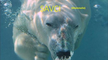 SAVCI (Mammalia).