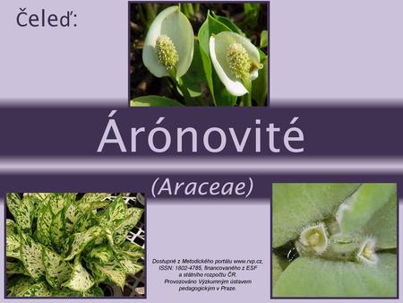 Árónovité Čeleď: (Araceae) Dostupné z Metodického portálu