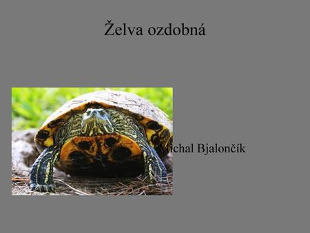 Želva ozdobná Michal Bjalončík Dnes se budeme bavit o mojí želvě.
