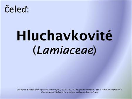 Hluchavkovité (Lamiaceae)