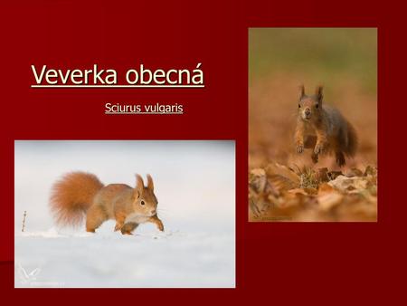 Veverka obecná Sciurus vulgaris.