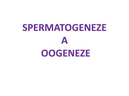 SPERMATOGENEZE A OOGENEZE