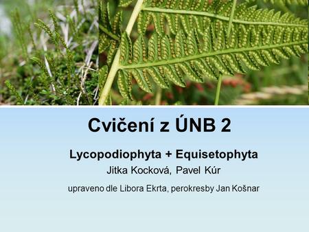 Lycopodiophyta + Equisetophyta