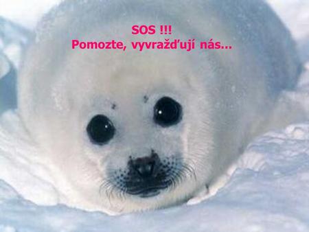 SOS !!! Pomozte, vyvražďují nás... Norsko zavádí novou podobu turismu, při kterém jsou k smrti ubíjena mláďata tuleňů. CANADA nás zabíjí taky...