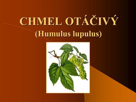CHMEL OTÁČIVÝ (Humulus lupulus).
