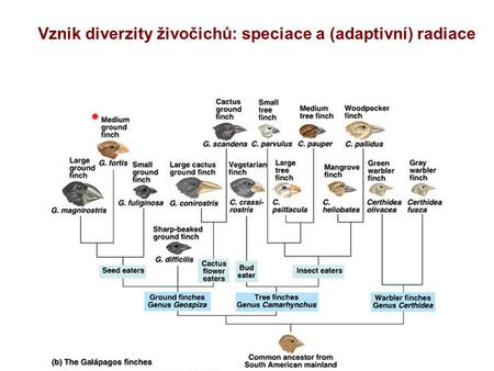 Vznik diverzity živočichů: speciace a (adaptivní) radiace