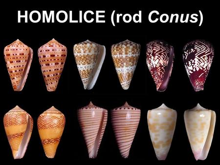 HOMOLICE (rod Conus).