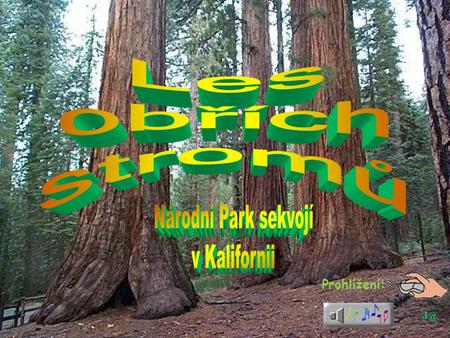 Les obřích stromů Národní Park sekvojí v Kalifornii Prohlížení: J@
