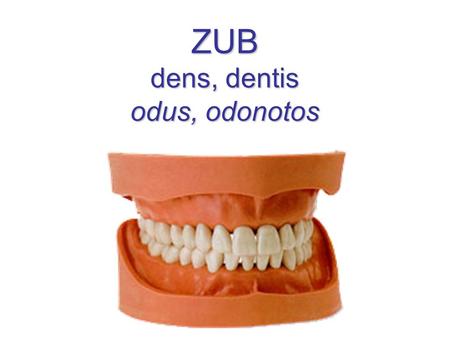 ZUB dens, dentis odus, odonotos
