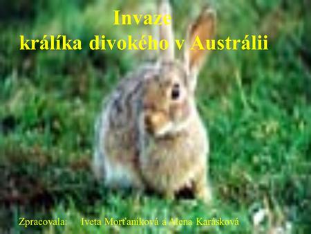 Invaze králíka divokého v Austrálii