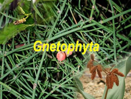 Gnetophyta.