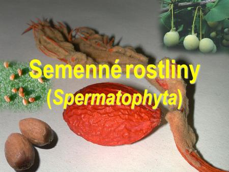 Semenné rostliny (Spermatophyta)