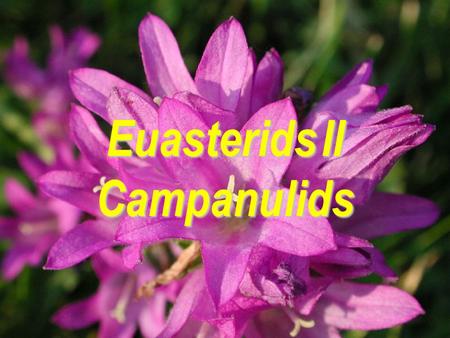 Euasterids II Campanulids