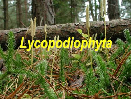 Lycopodiophyta.