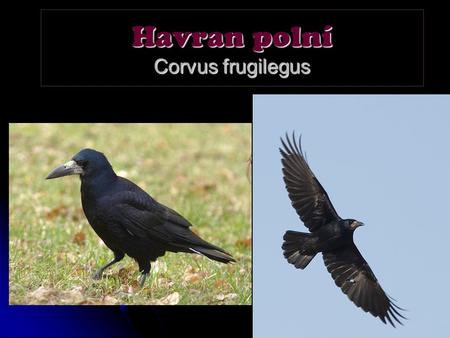 Havran polní Corvus frugilegus