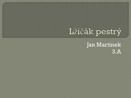 Lžičák pestrý Jan Martinek 3.A.