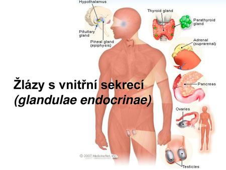 Žlázy s vnitřní sekrecí (glandulae endocrinae)